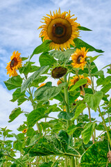 Sunflowers with bumblebee against the background of the cloudy sky