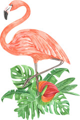 Watercolor pink flamingo. Watercolor tropical bird illustration isolated on white background
