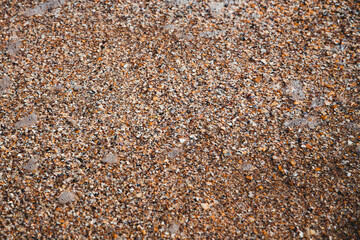 seashell beach clear water in the sea seashell beach