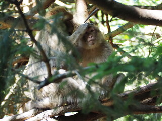 Affe