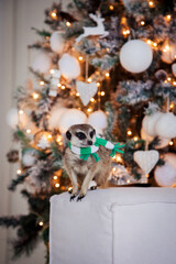Fototapeta na wymiar The meerkat or suricate cub in decorated room with Christmass tree.