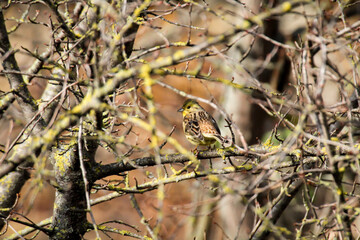 Eine Goldammer sitzt im Winter im kargen Geäst eines Baumes
