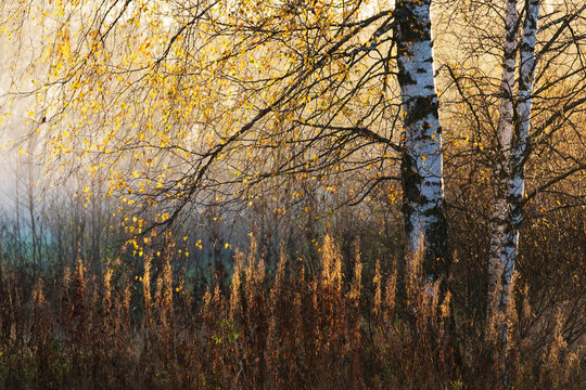 Silver Birch tree with yellow leaves during an autumn foliage in the earlhy morning in Estonian nature. 