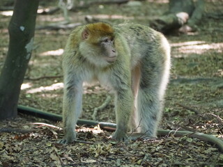 Affe