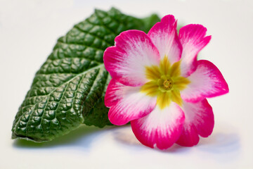 Eine Rosa Weiß gefärbte Blüte einer Primel.