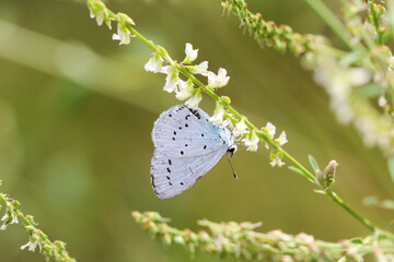 Ein Bläuling, Schmetterling sammelt Nektar von den Blüten einer Pflanze.