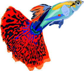 Illustration of guppy fish
