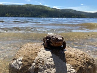 Frosch am Schluchsee 