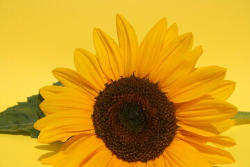 Obraz premium an incredible young sunflower on the yellow background