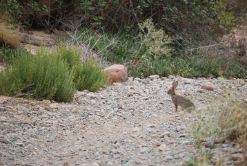 Portrait of Hare in Canyon 