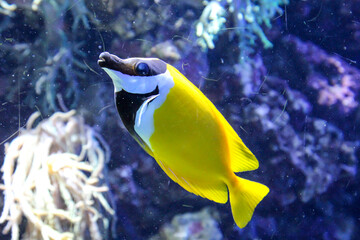 Fototapeta na wymiar Fische im Riff und ihrer natürlichen Umgebung 