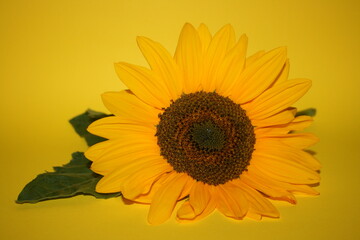 Obraz premium an incredible young sunflower on the yellow background