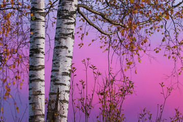 Fototapeta premium White barked Silver Birch during a colorful sunset with pink background on autumn foliage in Estonian nature. 