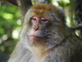 Affe