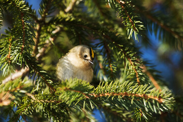 A curious Goldcrest, Regulus regulus as the smallest bird in Europe perching on a spruce branch. 