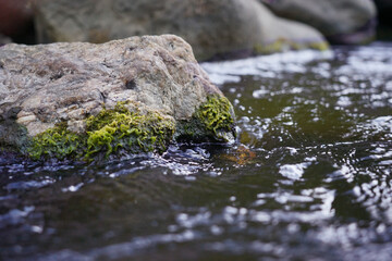 a beautiful mountain stream flows among stones and rocks