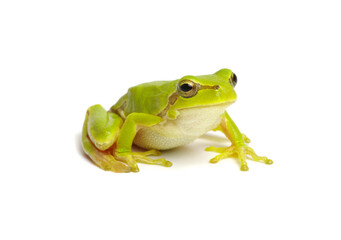 Green tree frog isolated on white