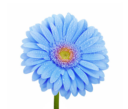 Blue Flower Isolated On White