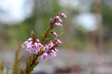 blooming Heather