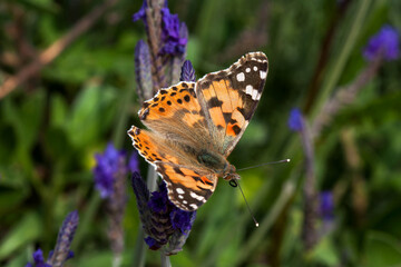 A beautiful multi-colored butterfly (Vanessa cardui) sits on lavender flower in the garden. Spring. Israel. Macro