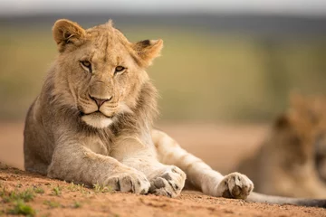 Zelfklevend Fotobehang lion in the grass © Ruan