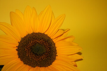 Obraz premium an incredible young sunflower on the yellow background