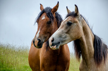 Fototapeta na wymiar coppia di cavalli