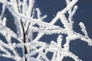 Frosty and cripsy  branches during a cold weather morning in winter, Estonia, Northern Europe. 