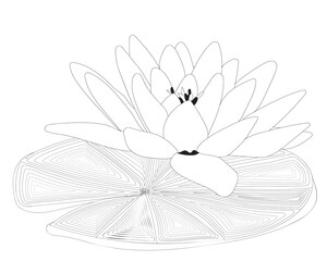 Black line exotic waterlily flower isolated on the white background
