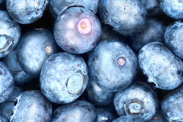 Arándanos cosechados 