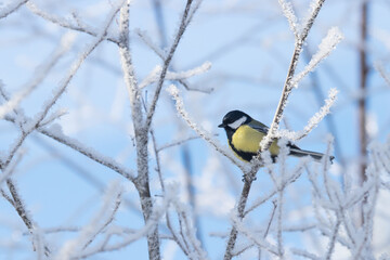 Obraz na płótnie Canvas European winter bird Great tit, Parus major, in a frosty forest during a cold and white winter day in Estonian nature, Northern Europe.