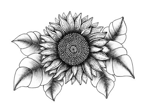 vintage sunflower illustration, hand drawn floral ink pen sketch, black and white sunflower realistic design isolated on white, botanical line art design