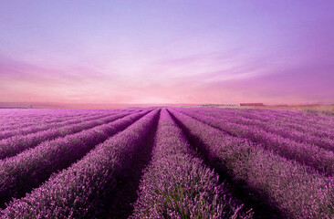 Plakat Atardecer sobre los campos violetas de lavanda en un pueblo de Navarra, España.