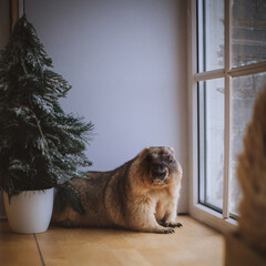 Steppe marmot in Christmass hat. New Years celebration.