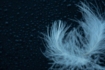 Abstract unfocused white feathers on  black background with blurred water drops. Close up image. Soft focus dreamy image. Banner with copy space. Card, notebook cover.