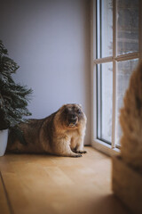 Steppe marmot in Christmass hat. New Years celebration.