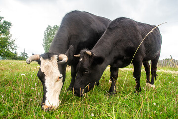two cows on a green meadow