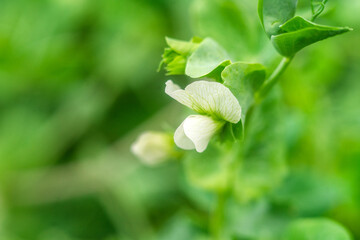 flower from a pea Bush