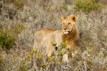 lion in the grass