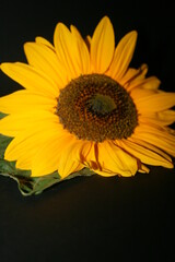 Fototapeta premium an incredible young sunflower on the black background