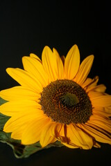 Obraz premium an incredible young sunflower on the black background
