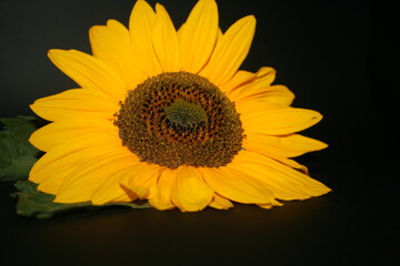 Obraz premium an incredible young sunflower on the black background