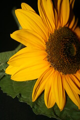 an incredible young sunflower on the black background