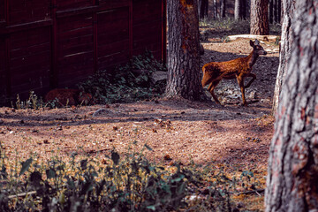 Portrait a red deer in the forest. Catacık forest Mihaliccik, Eskisehir, Turkey.