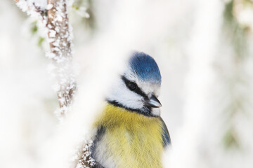 Portrait of European winter bird Blue tit, Cyanistes caeruleus, during snowy and frosty day in...
