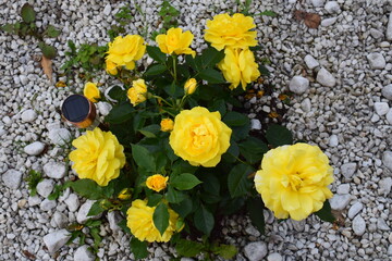 bouquet of yellow flowers