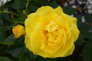 yellow rose flower