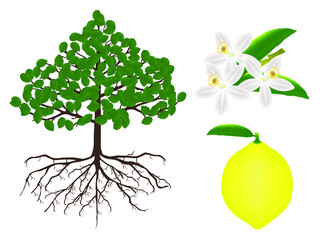 Obraz premium Part of a lemon plant on a white background.