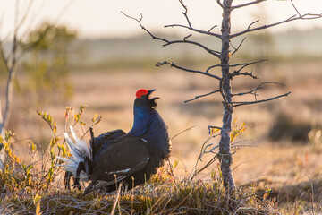 An image of a magnificent singing black grouse during the grouse current against the background of a morning swamp with a small pine tree and cobwebs.
