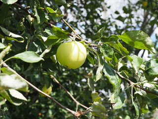 ripe fragrant Apple on a branch on a Sunny summer day